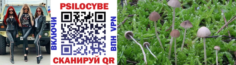 Галлюциногенные грибы Psilocybe  купить наркотики сайты  Люберцы 